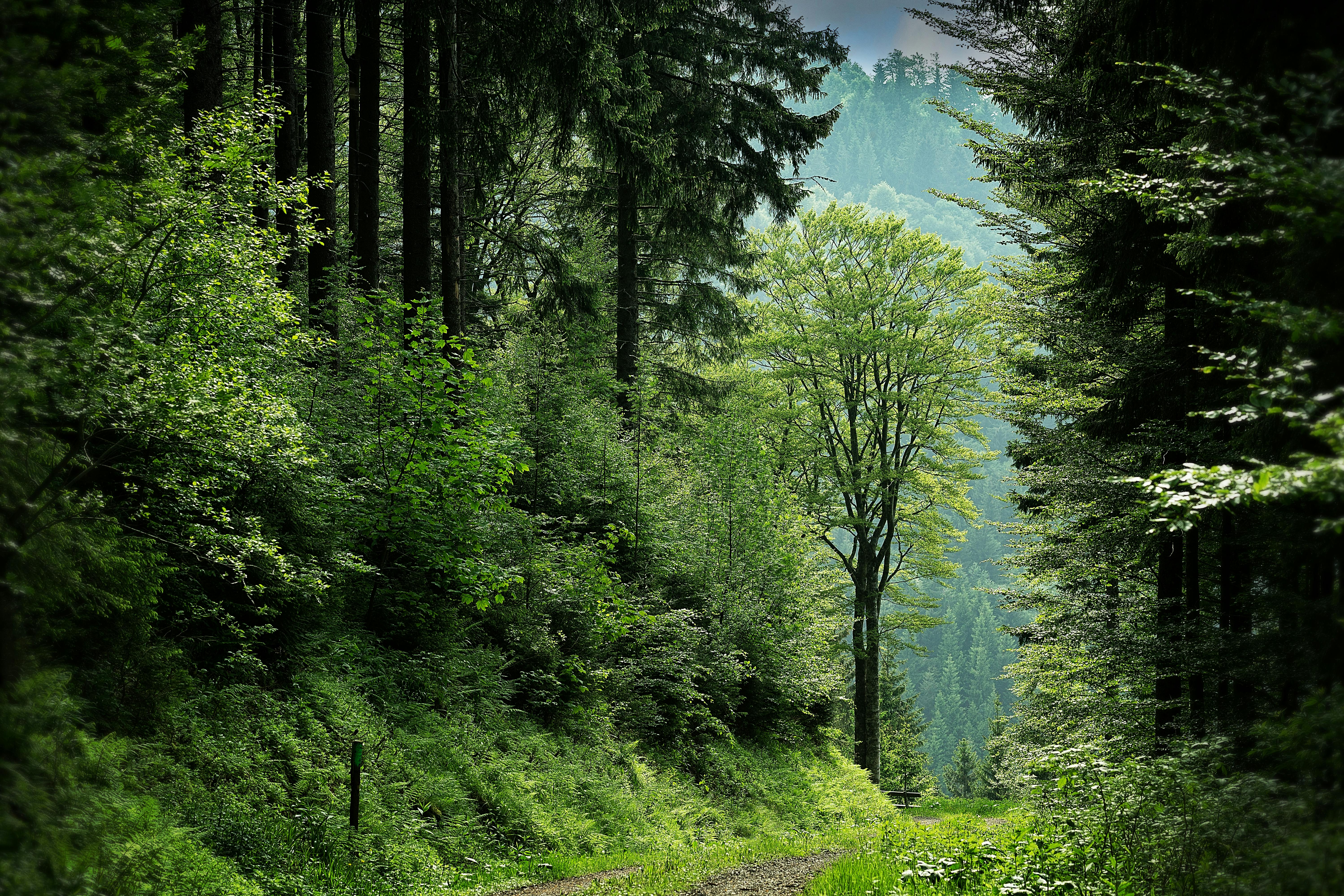 Sendero